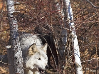 Arctic Wolf 067